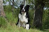 BORDER COLLIE 877